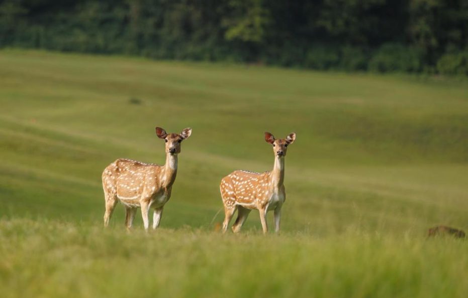Gokarna Forest Resort